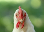 شرطة فلوريدا تطارد دجاجة لمدة 4 ساعات