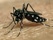  البلدية تعلق يافطات في يافا تُحذر فيها المواطنين من انتشار بعوضة "النمر الاسيوي"