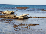 شاهد: بقايا بيوتنا على شاطئ العجمي بيافا وقد تناثرت واندثرّت 