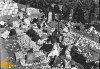 أيام نكبة| برتقال يافا - يختصر التاريخ: صور نادرة من سوق العمل في البرتقال عام 1948