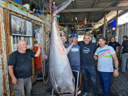 اصطياد سمكتي تونة عملاقة من بحر مدينة يافا