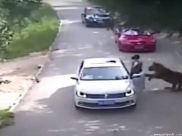 فيديو - نمر يقتل سائحة في حظيرة حيوان بالصين