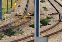  نفوق عدد من الأغنام بعد دهسها من القطار في اللد