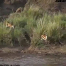  فيديو: غزال تضحي بنفسها لحماية ابنها 