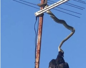 أفعى تلتهم طائراً بوضع مستحيل "فيديو"