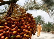 "الإمارات للفضاء" تجرّب زراعة النخيل في المريخ