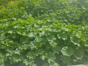 الخبيزة الاكلة والعشب الشعبي المليئة بالفوائد هل تعرفها!