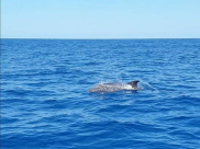  صور: الدلافين تزور شواطئ يافا 