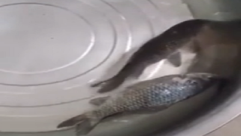 بالفيديو..سمكة تعود للحياة بعد إخراجها من الـ”فريزر”