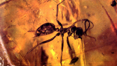  اكتشاف نملة عمرها 99 مليون عام