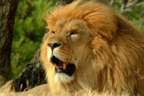 بالفيديو: أسد يهاجم طفلاً ولكن!