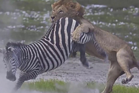 فيديو: حمار وحشي يقضي على أسد ضخم