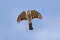 عصفور يستطيع التحليق لمدة شهرين دون توقف