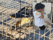  تحسّن جديد يطرأ على حالة الطفل اليافاوي الذي عضّه تمساح جنوب البلاد 