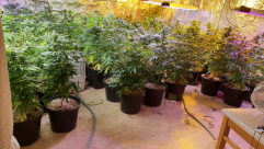 فيديو: الشرطة تتهم ثلاثة مشتبهين من اللد بتشغيل مختبر لزراعة المخدرات