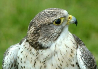 بالفيديو: صقر يهاجم طائرة ويسقطها على الأرض!