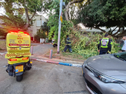 اصابة سيدتين اثر سقوط فرع شجرة بتل ابيب 