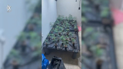   الشرطة: ضبط 100 كيلوغرام من الماريجوانا في حي تل كبير 