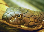 بالفيديو: أفعى تبتلع تمساحاً انتقاماً لصغارها