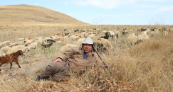 شاهد: رئيس بلدية في تركيا لم يستغن عن مهنته في رعي الاغنام