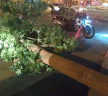  يافا: سقوط شجرة كبيرة دون التبليغ عن وقوع اصابات 