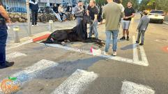 يافا: الشرطة تعتقل شابين قاصرين بشبهة تعذيب حصان بحي أبو كبير