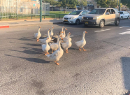  صورتي الأجمل - أوزات توقف حركة السير بيافا لتعبر بأمان 