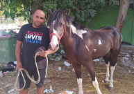 فيديو: نشطاء يُطلقون حملة لإعادة حصان مفقود لصاحبته في بن شيمن