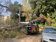 يافا: أضرار لمجموعة من السيارات اثر سقوط شجرة 