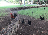 بين صوت الاذان وصياح الديك - مخطئٌ من ظن يوماً أن للثعلب دينا