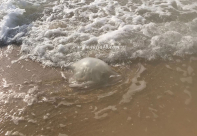 بالصور: زيارة مبكرّة لقناديل البحر إلى شواطئ مدينة يافا 