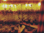 بعد العثور على مختبر لتنمية المخدرات - لائحة اتهام ضد مشتبه "50 عاماً" من يافا