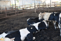 الاسلامي للافتاء: ما هو حكم الأضحية ومن تُطلَب منه شرعاً ؟