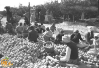  برتقال يافا - يختصر التاريخ: صور نادرة من سوق العمل في برتقال يافا قبل عام 1948