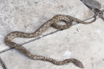 احذروا - بدء موسم الافاعي: افعى تلدغ سيدة من الجليل وأخرى تلدغ فتى من النقب