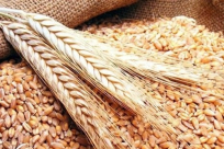 توقعات بارتفاع سعر الدقيق في البلاد بنسب بين 18 الى 50% 