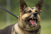   يافا: كلب يُهاجم مسّناً "95 عاماً" ويصيبه بجروح 