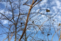 حالة الطقس: انخفاض طفيف على درجات الحرارة وفرصة لسقوط أمطار خفيفة