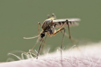 إسرائيل تعلن اكتشاف بعوض مصاب بحمّى النيل الغربي