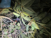 اللد: ضبط سلاح "كلاشينكوف" واعتقال مشتبه باطلاق نار