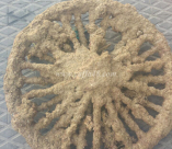 بالصور: العثور على اطار عربة حصان يعود تاريخه لأكثر من 200 عام في بحر يافا