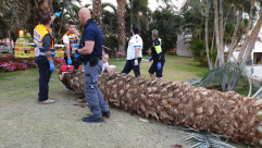 ايلات: مصرع عاملين اردنيين 20 عاماً اثر سقوط شجرة في ايلات