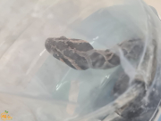  اللد: إصابة شخص اثر تعرضه للدغة أفعى سامة