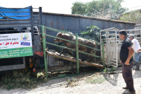  فيديو: 32 عجلاً ستُذبح غداً - جمعية يافا تُعلن عن برنامج توزيع اللحوم والدعوة عامة 