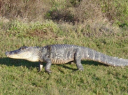 تمساح يعاقب رجل أزعجه بسيارته