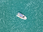 شاهد: قناديل البحر تغزو شواطئ حيفا