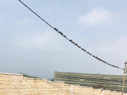  صور: طيور الحمام تصطف بانتظام فوق سلك كهرباء قرب مقبرة الكازاخانة بيافا 