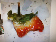 يافا: لص من قلقيلية سرق منزلاً وتناول حبات من التوت فتوصلت إليه الشرطة