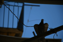  بالصور: صديق الموقع يُوثّق مراحل بناء حمامة لعشها في يافا 