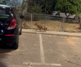 فيديو: ثعالب ابن آوى تصل الى الحارات الداخلية في حي العجمي بيافا